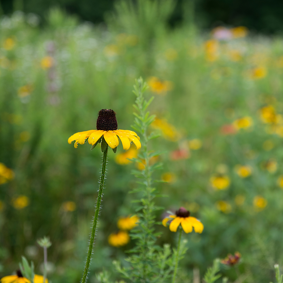 A field of pink, white, and yellow wildflowers; in the foreground, a black eyed Susan stands tall. 